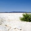 last-life-on-a-salt-flat